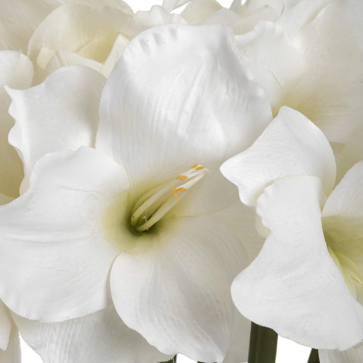 Classic White Amaryllis Flower