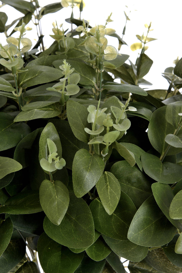 Cineraria Eucalyptus Spray