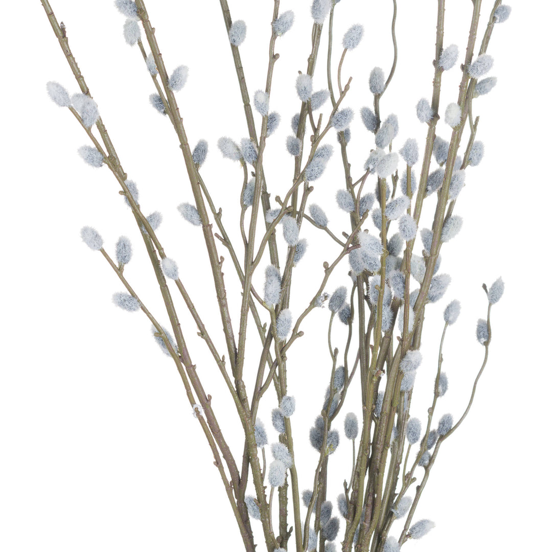 Pussy Willow Branch