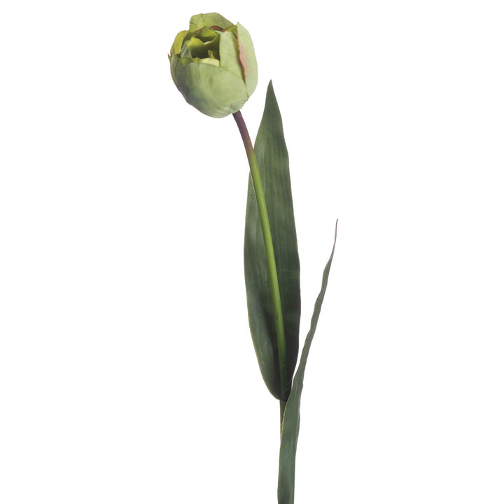 Green Tulip