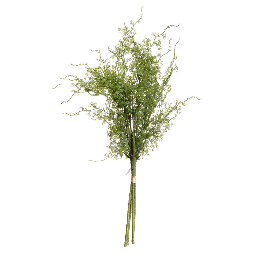 Asparagus Fern Bunch