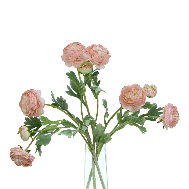 The Natural Garden Collection Pink Ranunculus