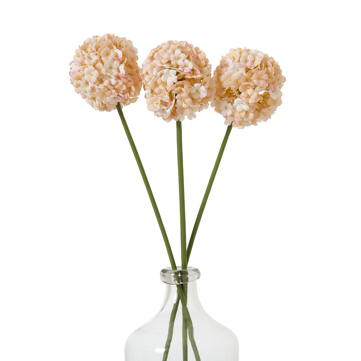 The Natural Garden Collection White & Apricot Allium