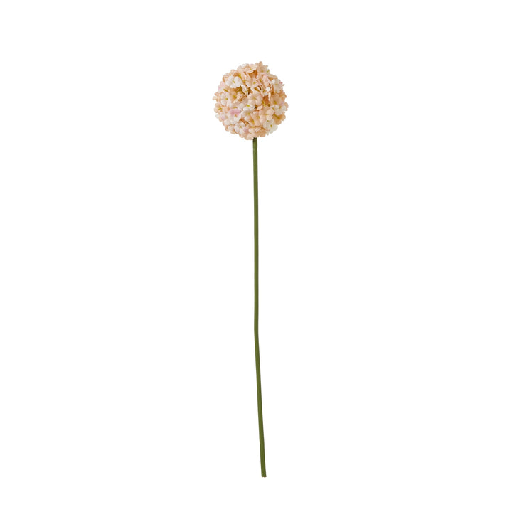 The Natural Garden Collection White & Apricot Allium