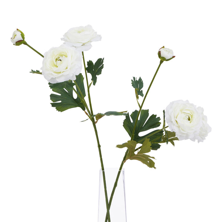 The Natural Garden Collection White Ranunculus