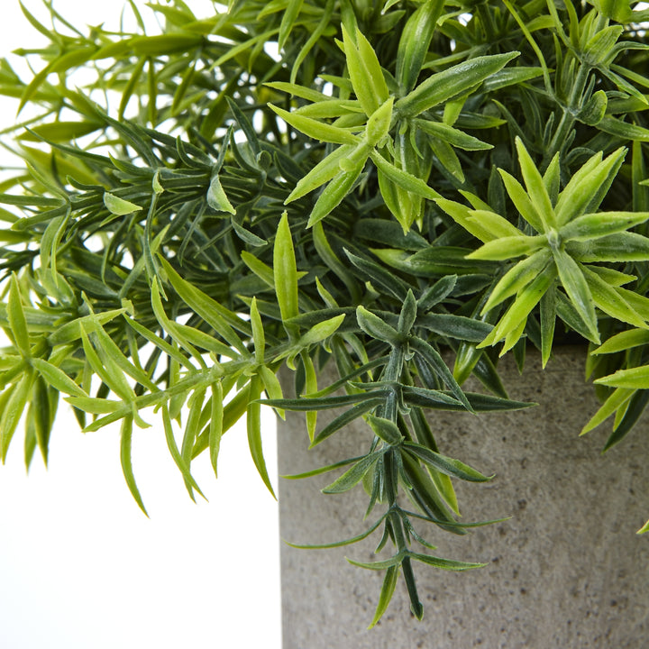 Small Bamboo Plant In Grey Pot