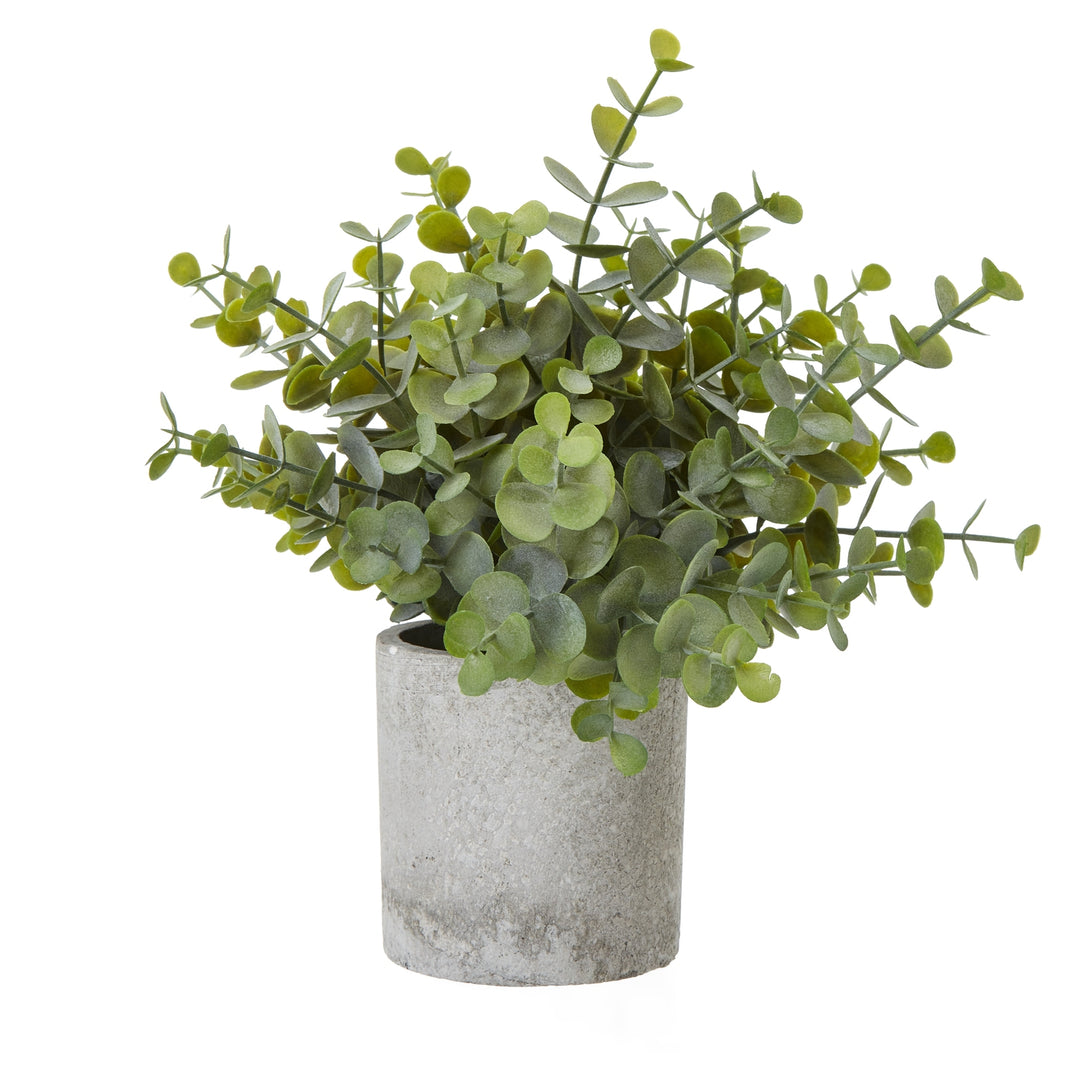 Small Button Eucalyptus Plant In Grey Pot