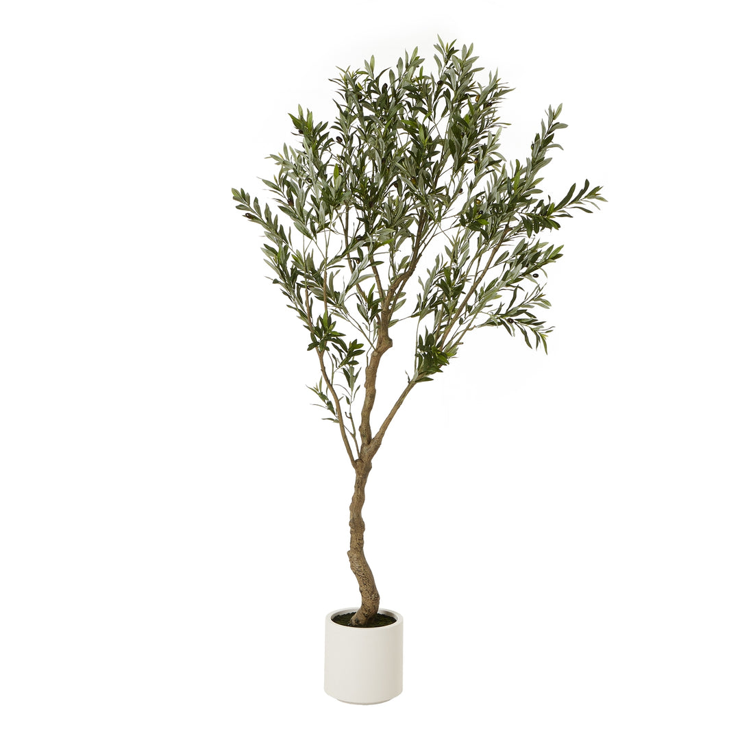 Apulia Olive Tree In White Pot 200Cm