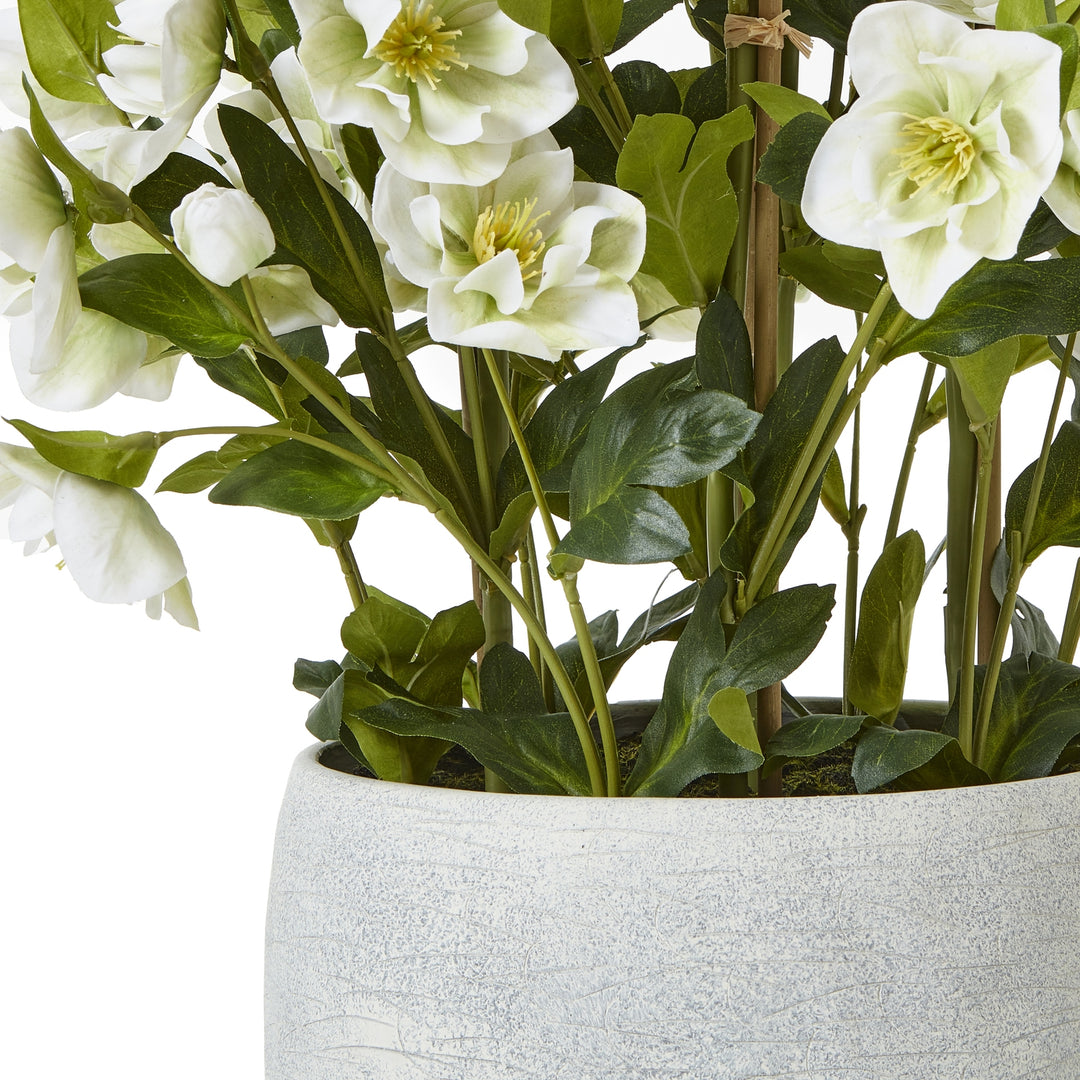 Large White Hellebore In Grey Pot