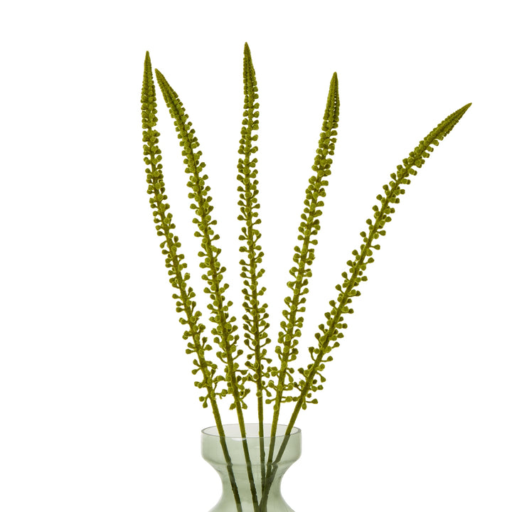 Green Eremurus Stem