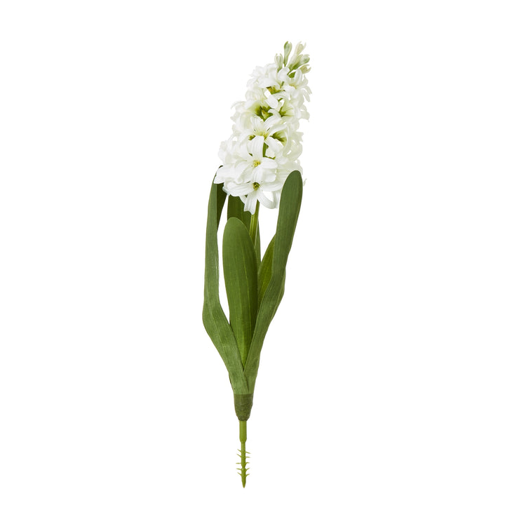 White Hyacinth Stem